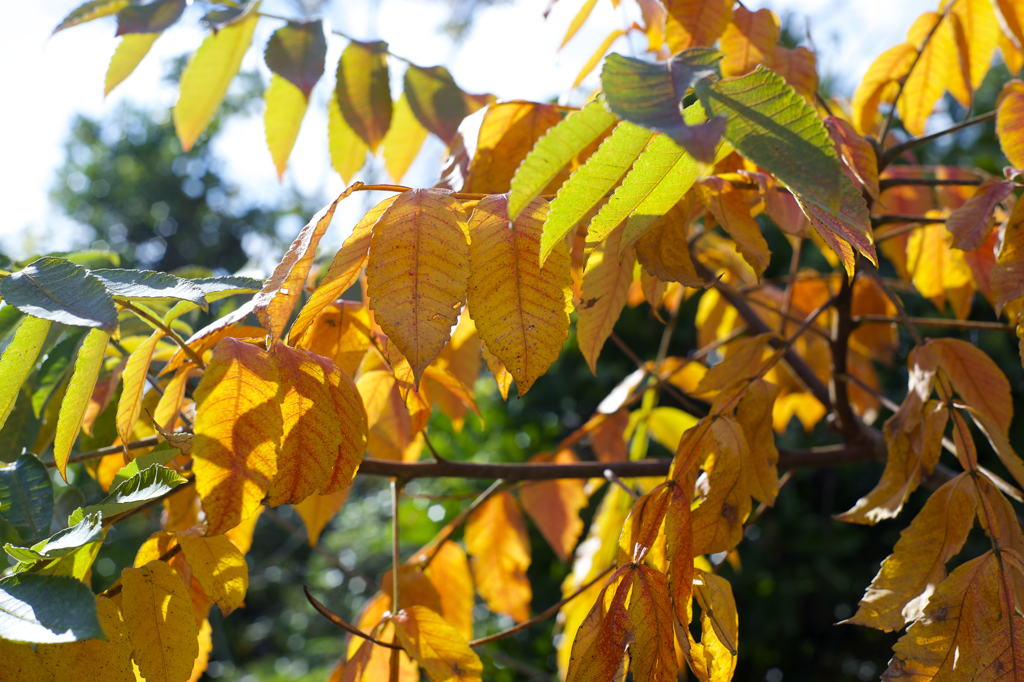 秋晴れ　病院にて　オールドレンズ