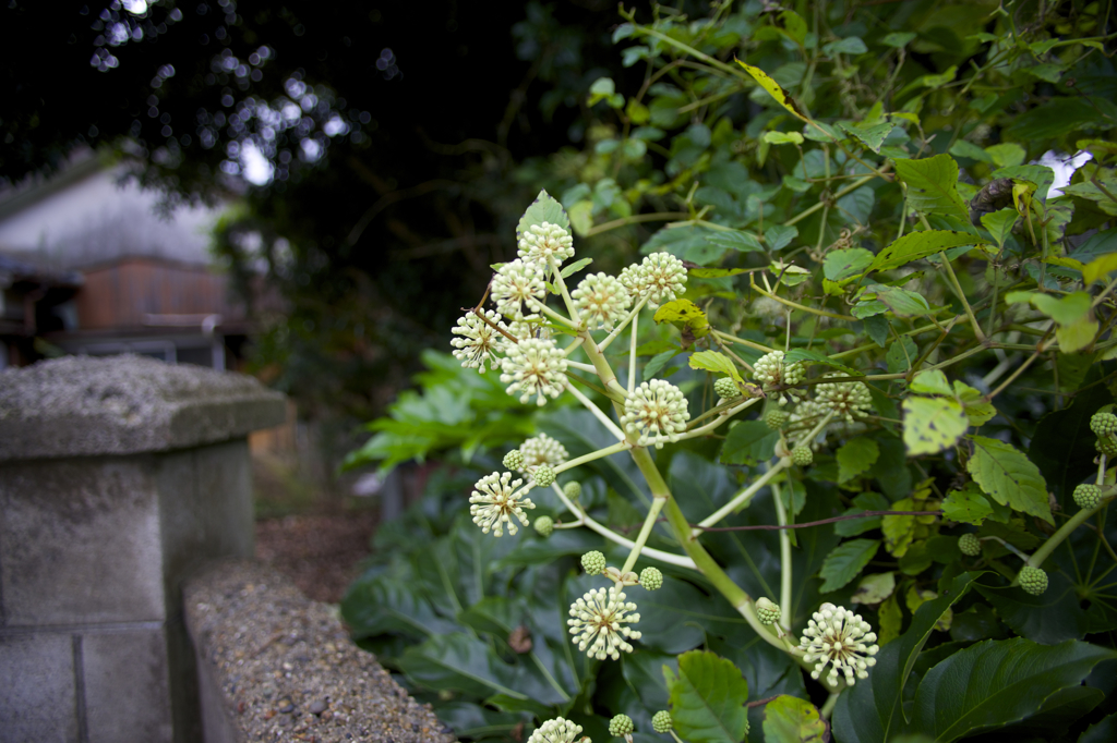 お散歩　初撮影