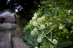 お散歩　初撮影