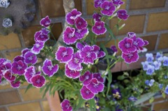 ミノルタのオールドレンズだよーん