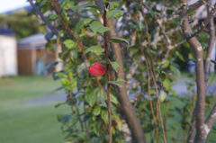 α７とオールドレンズ