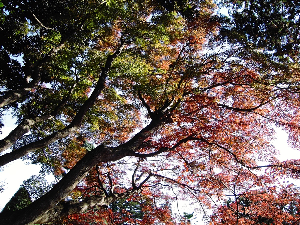 12年前のカメラだよ　５００万画素