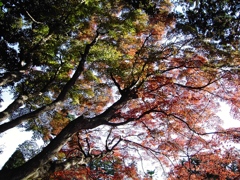 12年前のカメラだよ　５００万画素