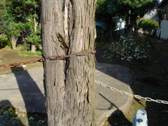 オールドカメラだよ〜ん
