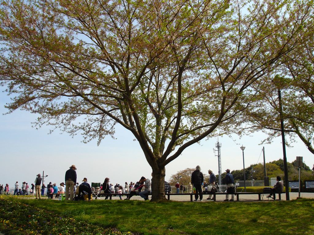 「成田さくらの山」だよーん