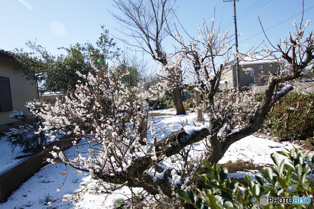 雪の残った朝に