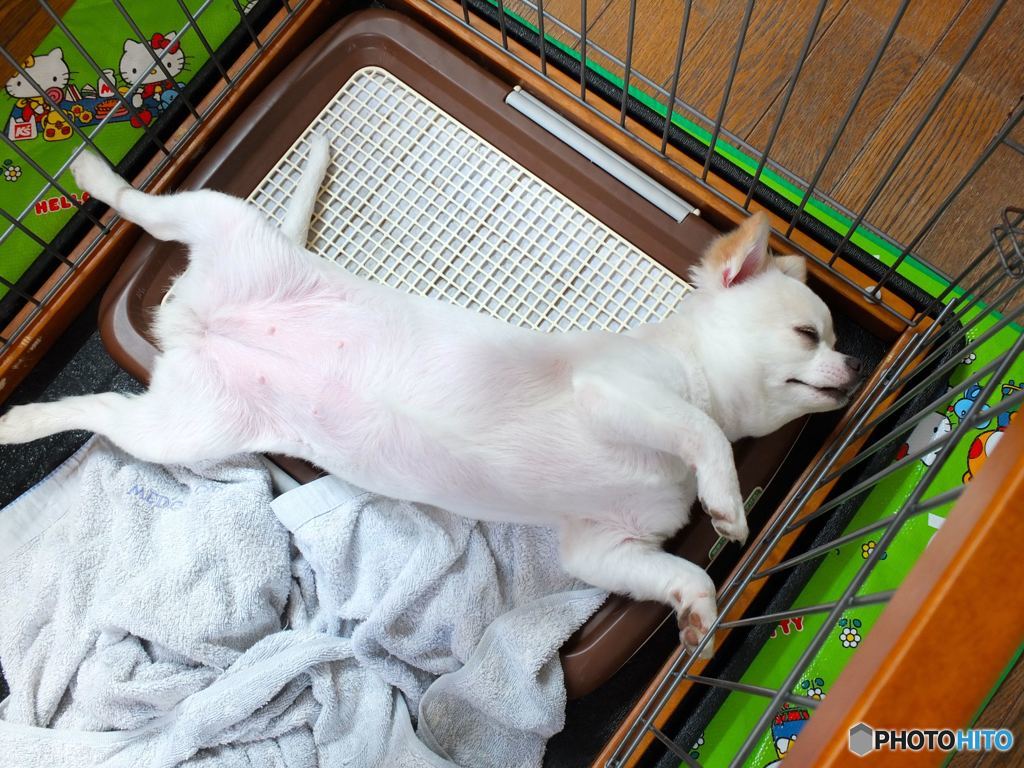 暑いよう、眠いんだよーん