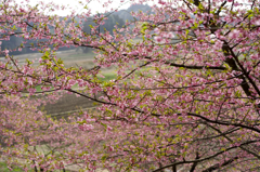 「平成の花咲か爺」に感謝