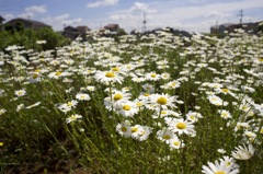 ミノルタのオールドレンズだよーん
