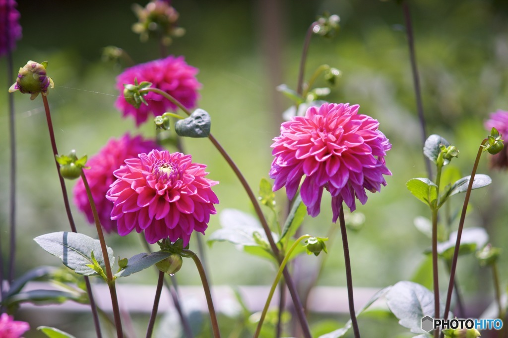 Super Takumar 200mmだよーん