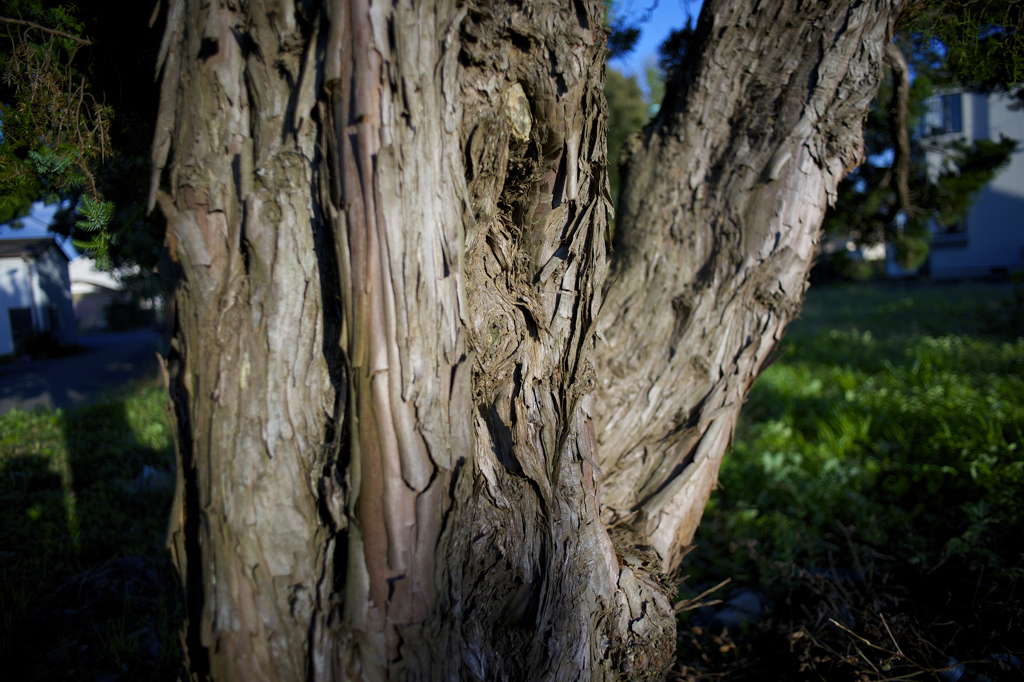 陽が傾いて　順光