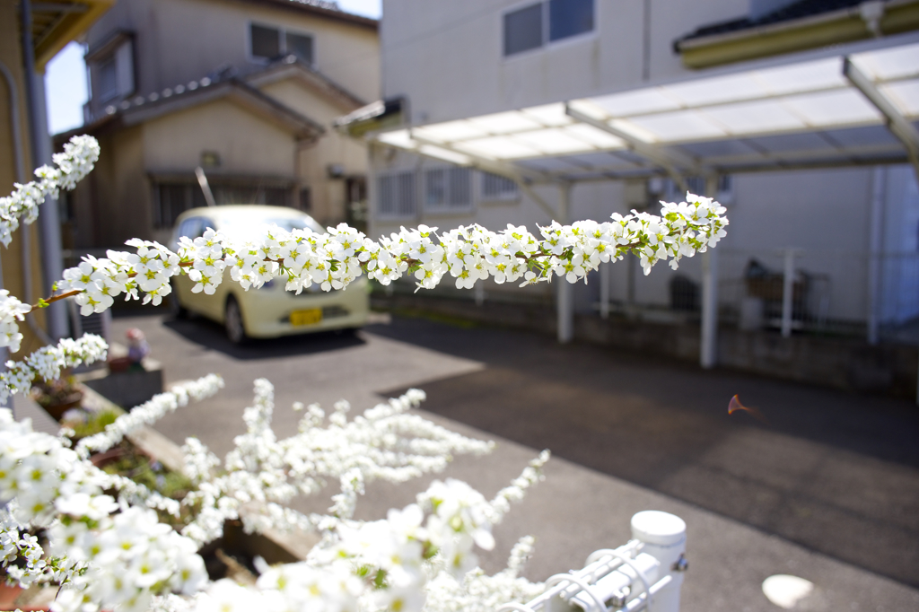 春が来たよーん