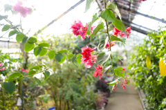 花植木センター ２