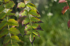 オールドレンズ２　雨上がりにて