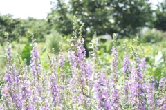 心惹かれた淡い紫色の花群
