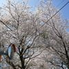 春が来たよーん