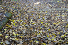 散歩　AF F1.4で秋本番を楽しむ