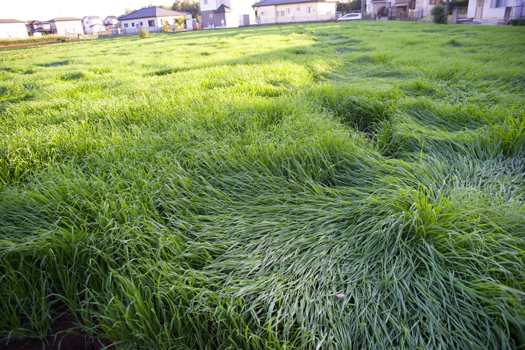 陽が傾いて　逆光