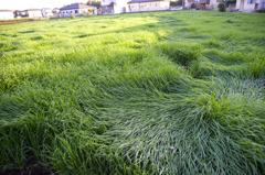 陽が傾いて　逆光