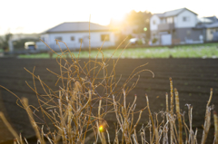 冬　夕暮れ