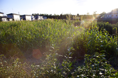 陽が傾いて　逆光