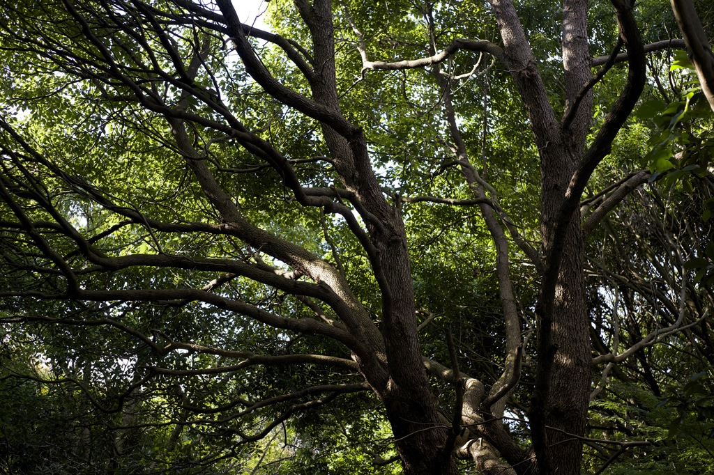 秋晴れ　病院にて　オールドレンズ