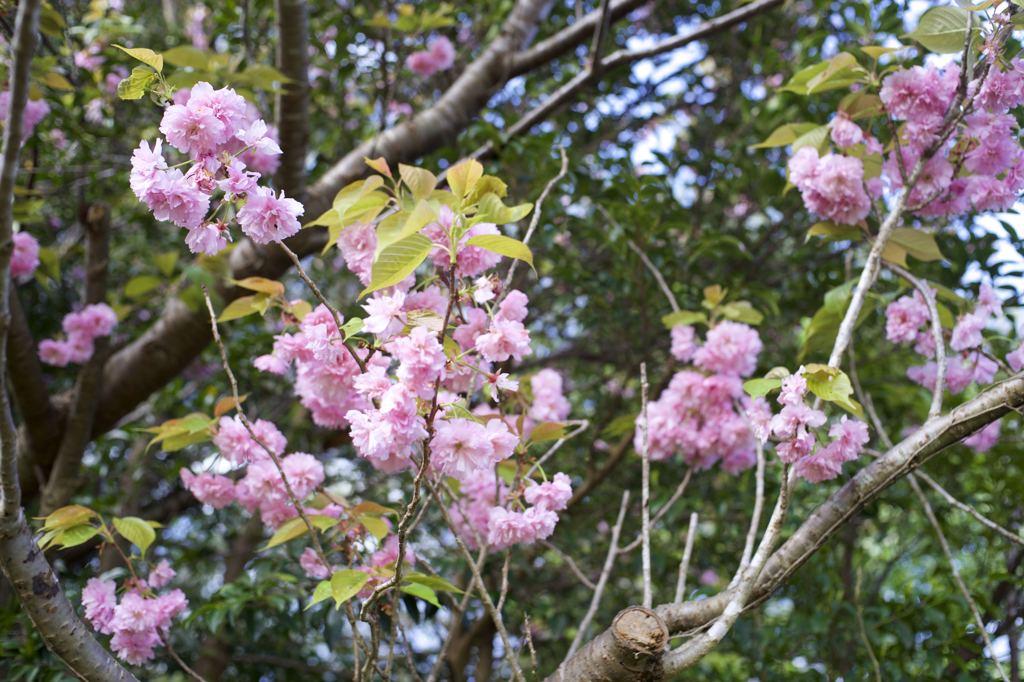 ARマウントのコニカだよーん