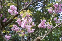 ARマウントのコニカだよーん