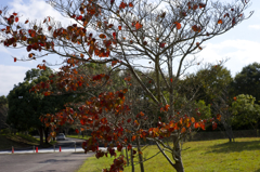 秋晴れ　病院にて　オールドレンズ
