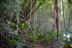 散歩　AF F1.4で秋本番を楽しむ