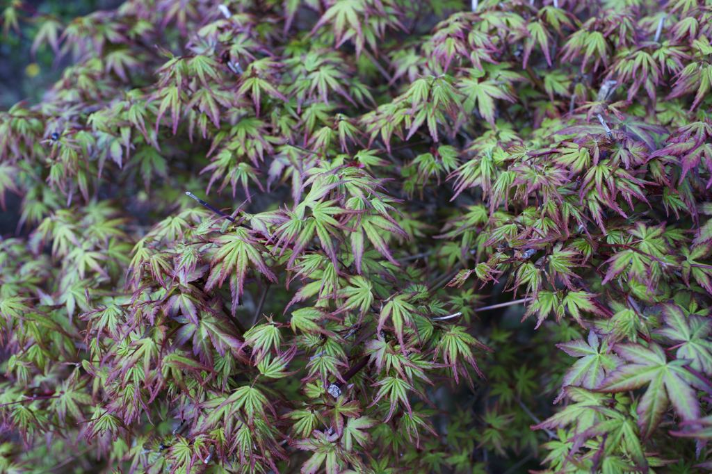 ARマウントのコニカだよーん