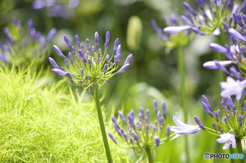 Super Takumar 200mmだよーん