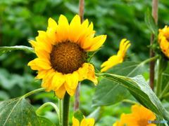 雨が止まないんだよーん