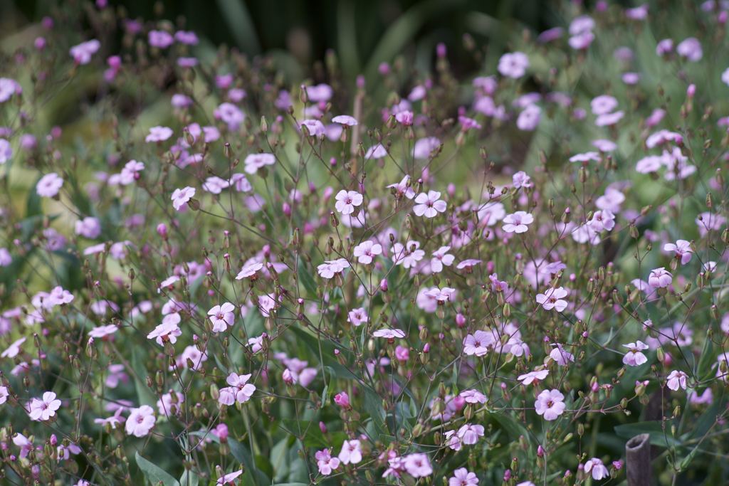 オールドRIKENONだよーん