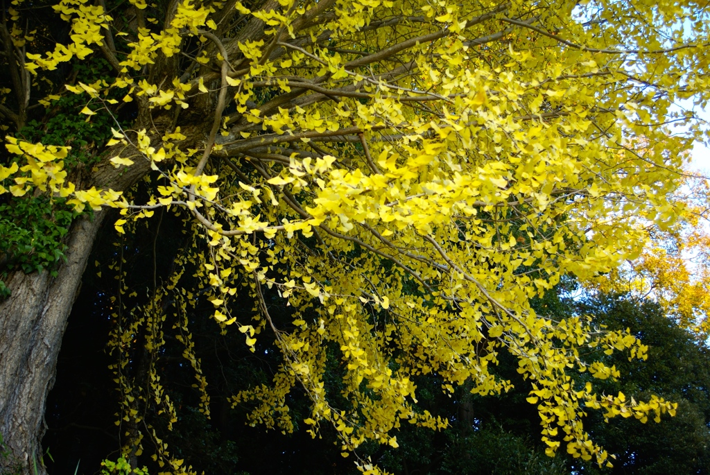 日暮れ前に輝く黄金色