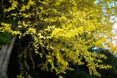 日暮れ前に輝く黄金色