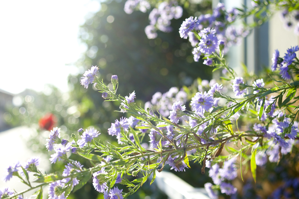 POLARIZERフィルターで