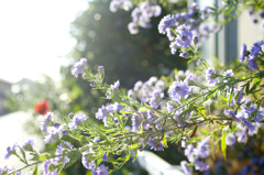 POLARIZERフィルターで