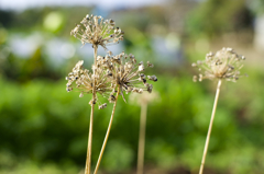 散歩　AF F1.4で秋本番を楽しむ