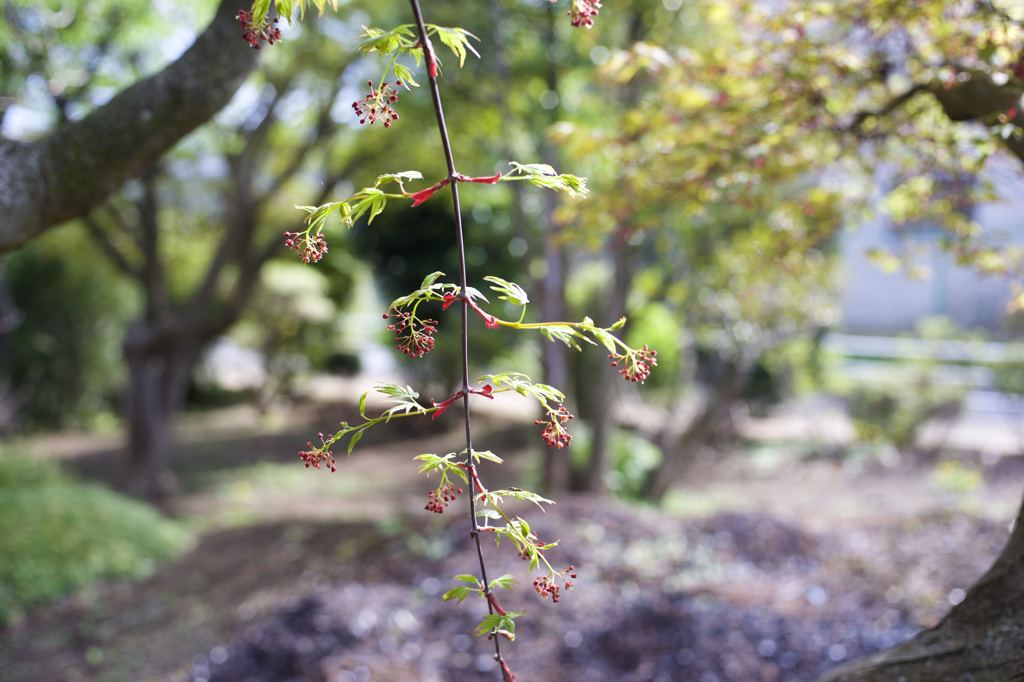 ARマウントのコニカだよーん