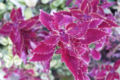 千葉県花植木センターにて