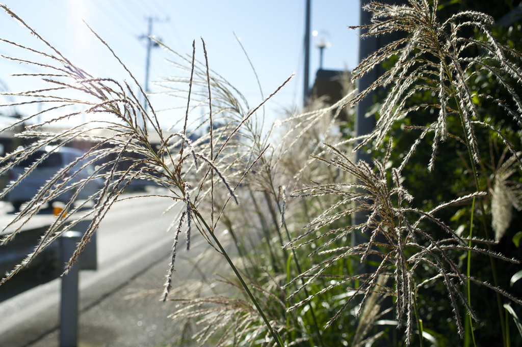 POLARIZERフィルターで