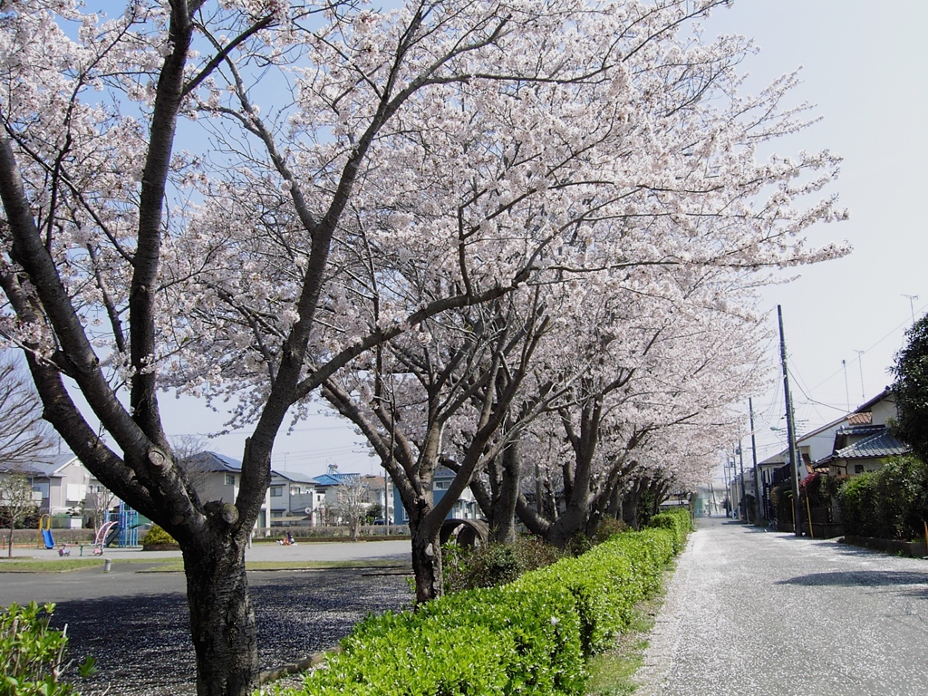 CONTAX Tvs DIGITALだよーん