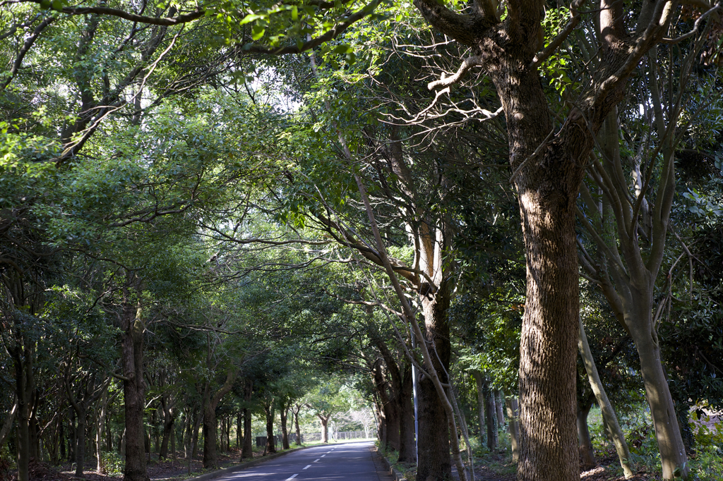 秋晴れ　病院にて　オールドレンズ