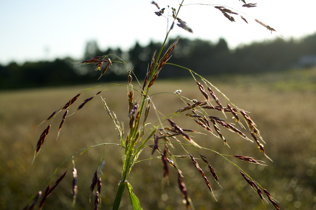 POLARIZERフィルターで 続き