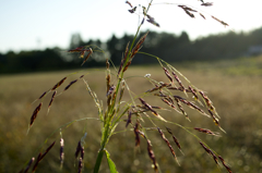 POLARIZERフィルターで 続き