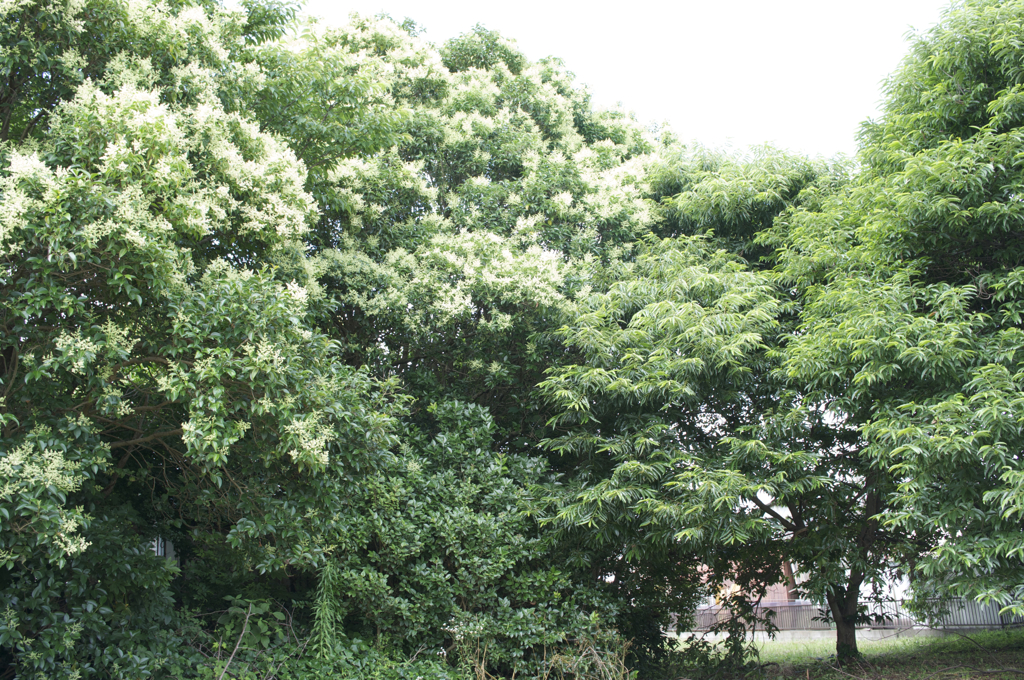 いつもと違う散歩道です