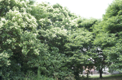 いつもと違う散歩道です