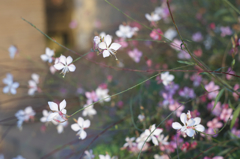 α７とオールドレンズ