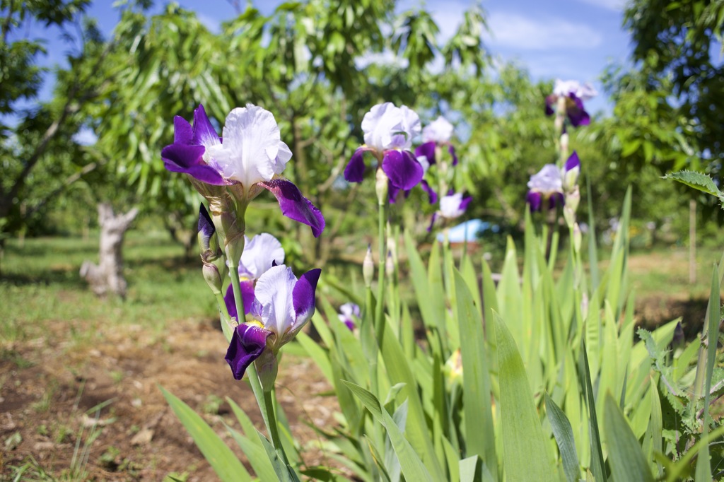 ミノルタのオールドレンズだよーん